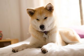 The 5 Love Languages of Akita’s