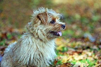 5 Rare Dog Breeds That Show Remarkable Longevity and Health into Old Age