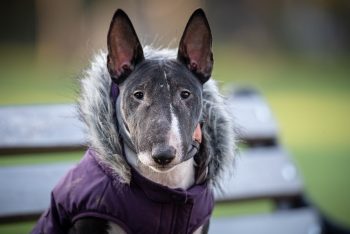 The 5 Love Languages of Bull Terriers