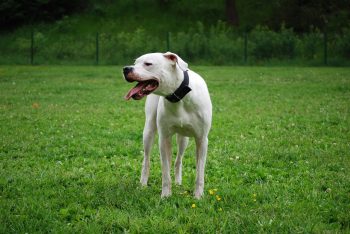 7 Lesser-Known Dog Breeds Who Make Great Guard Dogs