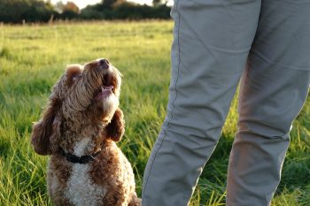 8 Ways Your Dog Seeks Your Attention and What They Mean