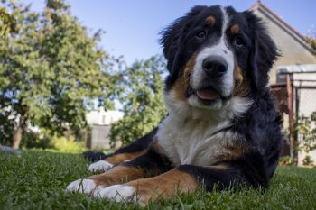 6 Dog Breeds with Tri-Colored Coats