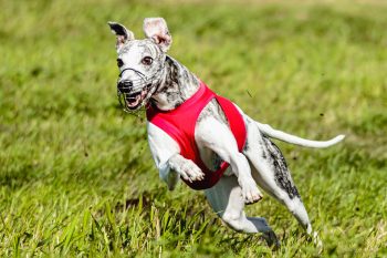 The History and Origin of the Whippet: A Comprehensive Look