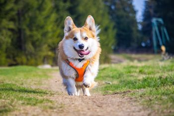 7 Cheery Dog Breeds That Are Walking Sunshine