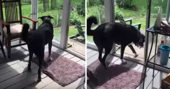 Dog Sees Bird Trapped On The Porch, ‘Gently’ Catches And Releases It