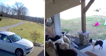 Sheepdog Wakes Up Home Alone And ‘Gets To Work’ Doing Some Herding On His Own