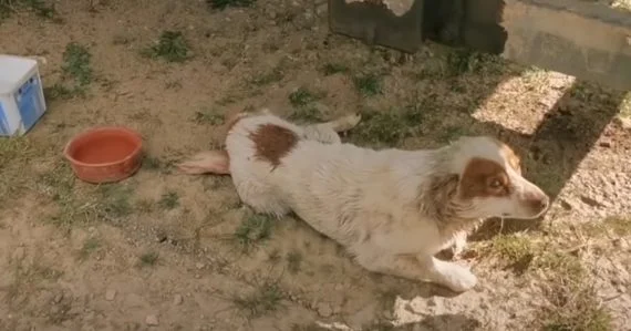 Dog Looked Up With ‘Begging’ Eyes As He Couldn’t Move On His Own