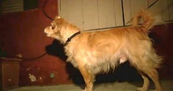 Quiet Rescue Dog Started Barking At Wall One Day- Owner Then Grabbed Him And Runs