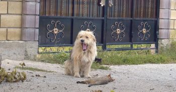 Owner Sold His House And Left The Dog Behind, And Oscar Sat ‘Waiting’ At The Gate