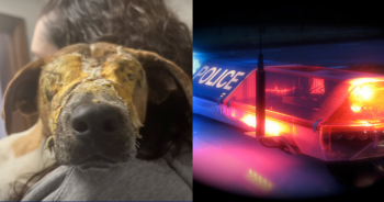 ‘Cruel’ Monsters Spray Foam In Dog’s Eyes, Police Are Searching For Suspects