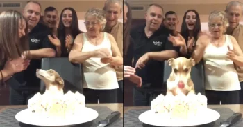 Family Throws ‘Surprise’ Birthday Party For Their Senior Dog, And He’s Thrilled