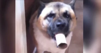 Funny Dog Uses Toilet Paper Roll As ‘Megaphone’ For His Howls