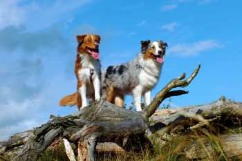 9 Dog Breeds That Are Eternal Optimists