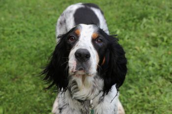 9 Dog Breeds with Unique Piebald Patterns