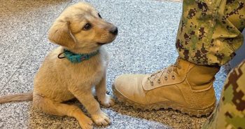 Stray Puppy Enters Naval Base Seeking A Soldier To Defend Him
