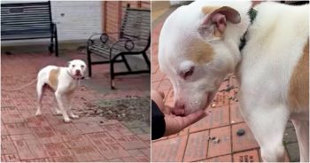 Dog Tethered To A Tree Tap-Dances When Good People Come To Set Him Free