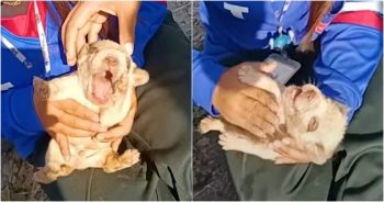 A Puppy Swallowed Sand And Stopped Breathing, Woman Pumped His Chest