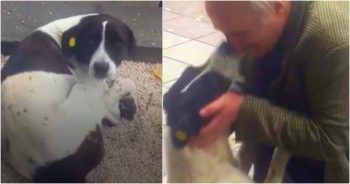 Man Gets The Call He’s Been Waiting For Three Years After His Dog Went Missing