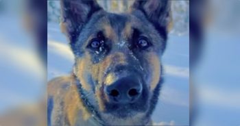 K9 Biza Tracks Child’s Scent In Storm While Family Held Their Breath