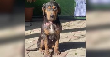 Sickly Stray Walked Herself To Shelter And Sat Outside Its Doors