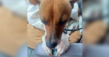 Forgotten Dog Fell Asleep Clasping Her Paws ‘In Prayer’