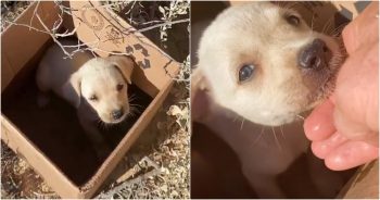 Lonely Puppy Sat In A Box Surrounded By Trains, Voices Escalate Close By