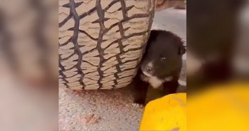 A ‘Little Bear’ Sleeping In Parking Lot Asks Shoppers To Take Him Someplace Warm