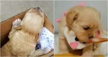 Couple Turns Someone’s Trash Into A Spoiled, Pampered Baby