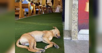 Injured Stray Slept Outside Church Waiting For Newlyweds To Invite Him In