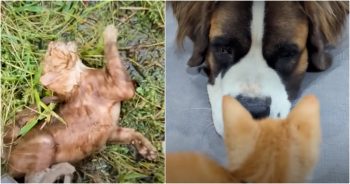 Guy Pulls Drowning Kitten From Water Drum And Hands Her To His St. Bernard