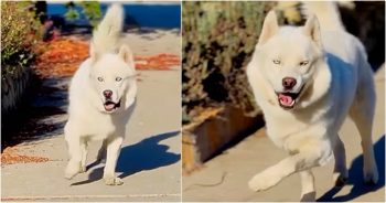 Woman Shares Snippets Of Prancing Dog And Gets Backlash For It