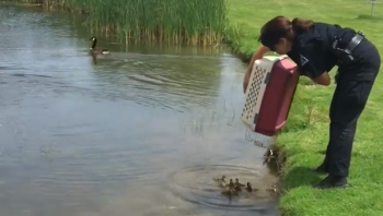 Cop Dumps 10 Orphaned Ducklings Into A Pond, And They ‘Immediately’ Get A New Mom