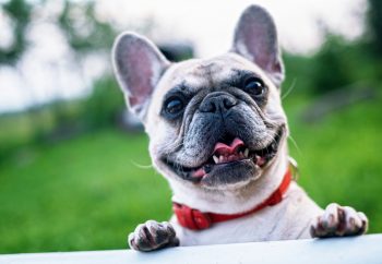 The 5 Love Languages of French Bulldogs