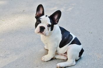 The 6 Most Unique Qualities of French Bulldogs