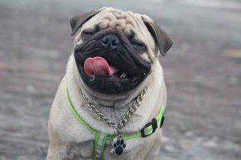 The 5 Love Languages of Pugs