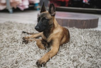 Ultimate Belgian Malinois Puppy Shopping List: Checklist of 23 Must-Have Items