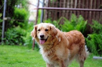 The 5 Love Languages of Golden Retrievers