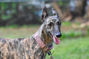 The 5 Love Languages of Greyhounds