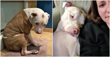 Dog Lays On Bath Mat To Feel Safe, Drags It To Mom When She’s Sad