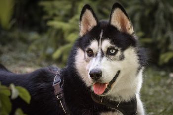 The 5 Love Languages of Huskies