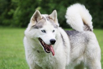 8 Dog Breeds with The Most Stunning Blue Eyes