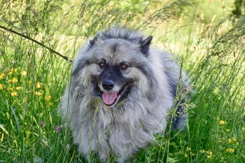 10 Lesser-Known Dog Breeds Who Are Extremely Friendly