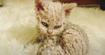 Cat Living In Sewer Births Unusual Kitten, Vet Can’t Explain It