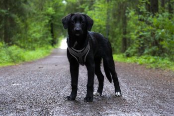 7 Dog Breeds with Jet Black Coats