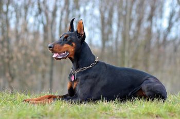 The 5 Love Languages of Dobermans