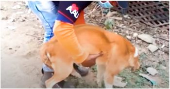 Baby Stuck In Dog’s Birth Canal Nearly Hurt Her, Man Raced To Deliver The Rest