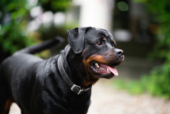 The 5 Love Languages of Rottweilers