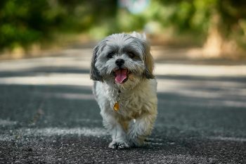 The 5 Love Languages of Shih Tzu’s