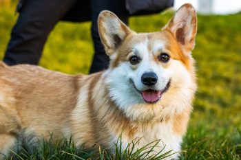 The 5 Love Languages of Corgis