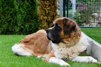 The 5 Love Languages of St. Bernard’s